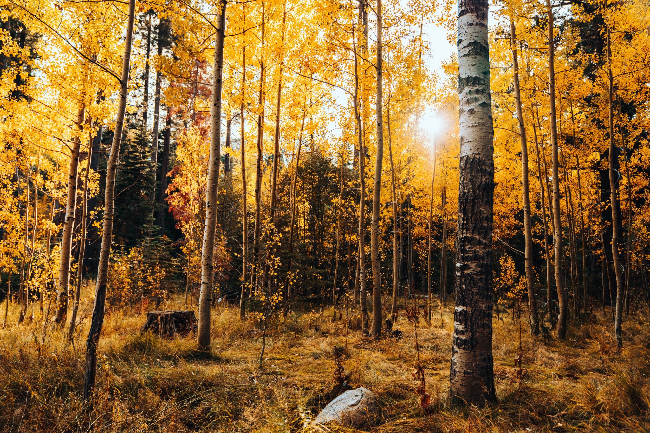 Fall in The Rocky Mountains: Tips for Leaf Peeping in Colorado&nbsp;